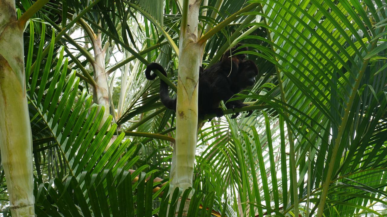 A Pousada Alouatta Playa Coyote San Francisco de Coyote Exterior foto
